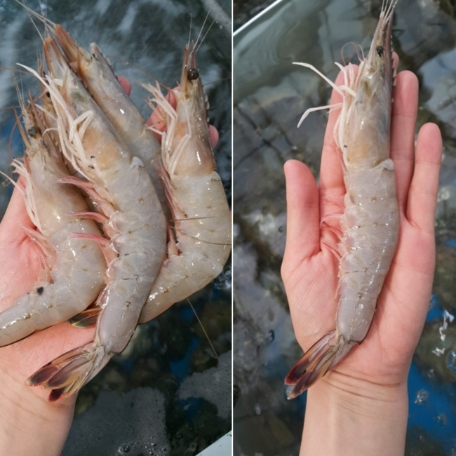 [블루베이] 자연산 대하새우 (한국산, 2Kg)