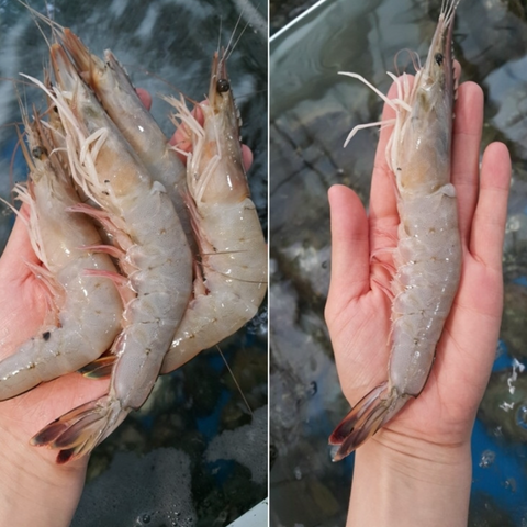 [블루베이] 자연산 대하새우 (한국산, 2Kg)